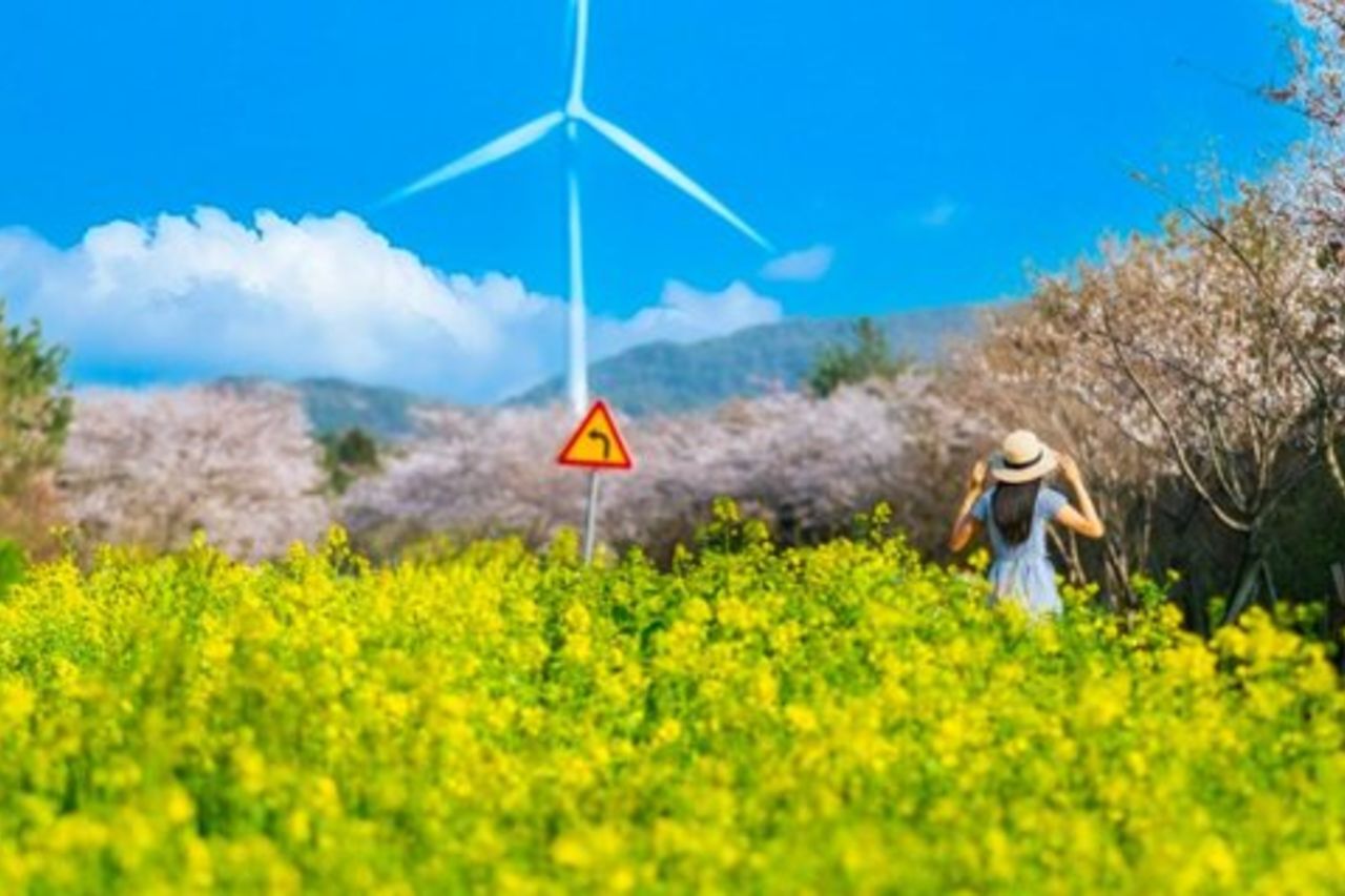 Ultimate Jeju Day Tour : UNESCO & Da non perdere (Est/Sud-Ovest)