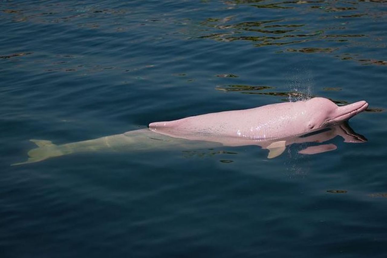 Tour guidato della giungla all inclusive di 5 giorni da Iquitos al Maniti Eco-Lodge — 2