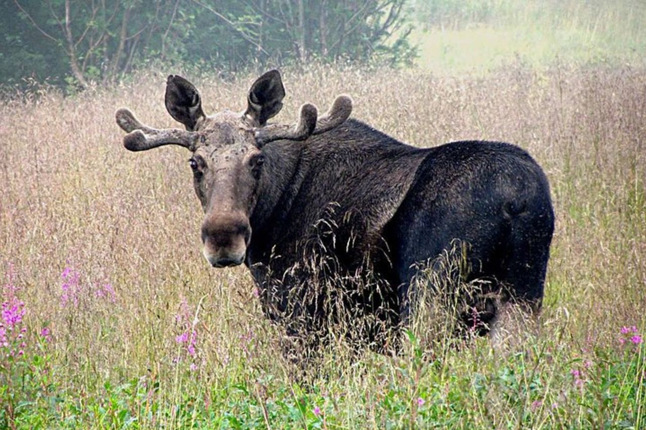 Moose Safari Bodo, Norvegia, incontra il più grande animale terrestre d'Europa