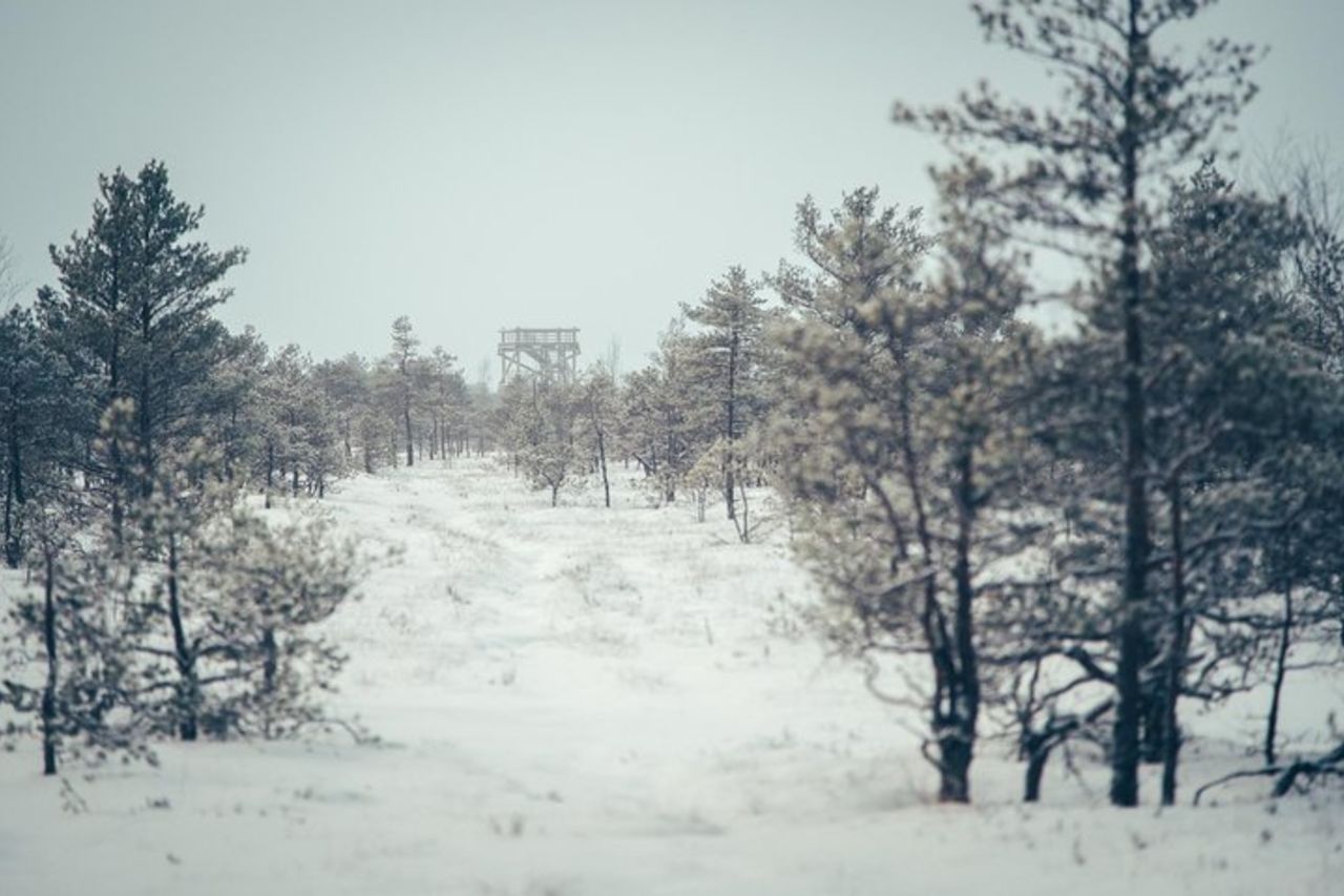 Tour dell'alba alla grande palude di Kemeri — 2