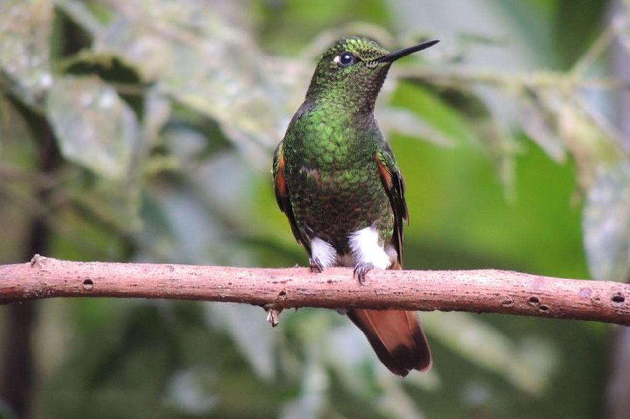 Tour privato di un giorno nella foresta di Mindo Cloud — 9