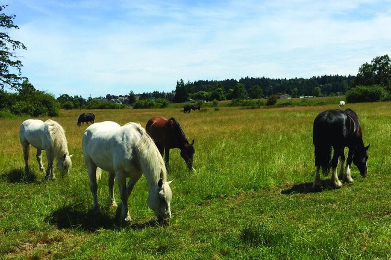 Tour di 45 minuti dal parco — 2