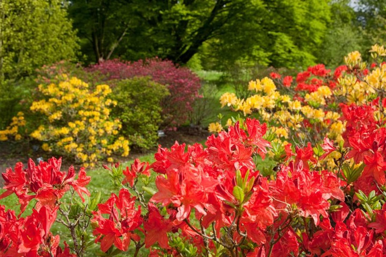 Biglietto d'ingresso ai Kew Gardens — 5