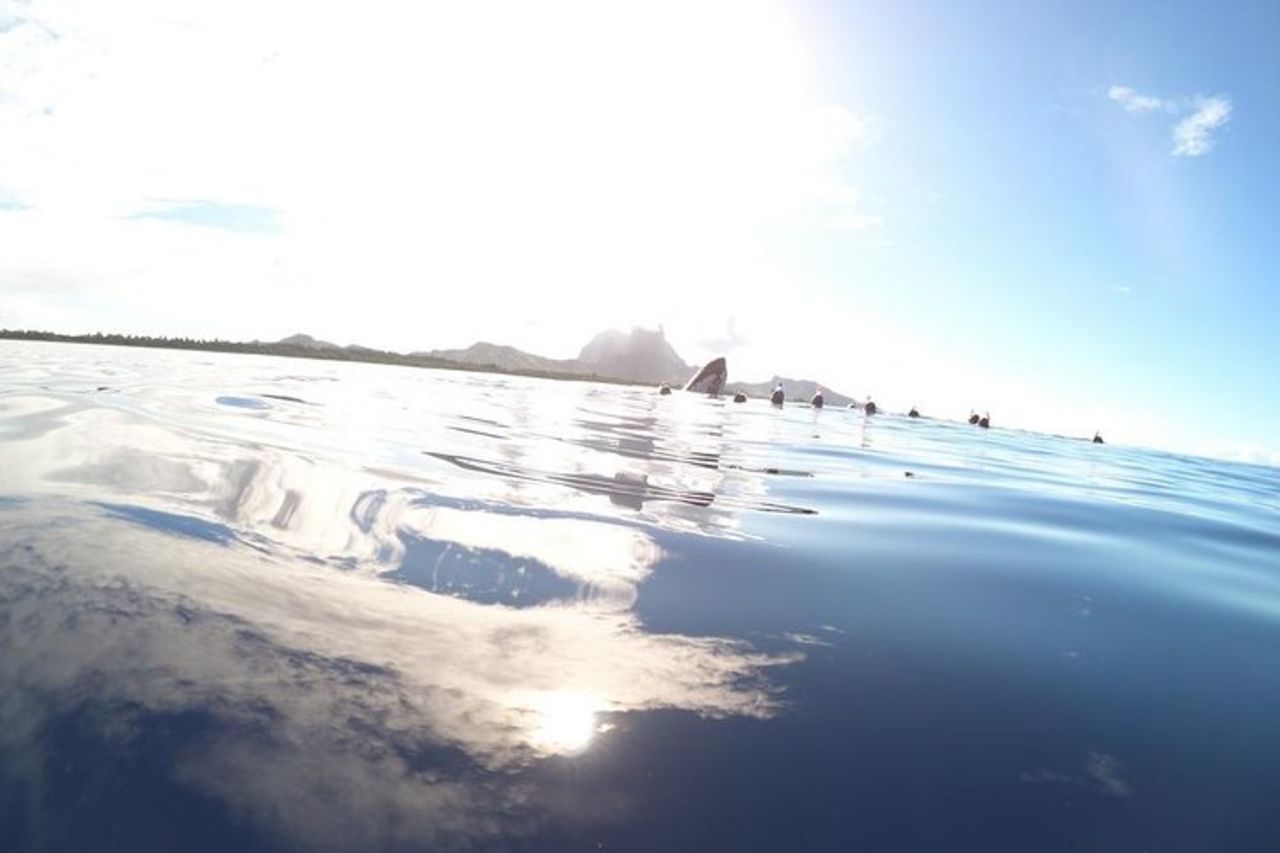 Tour di osservazione delle balene a Bora Bora — 4