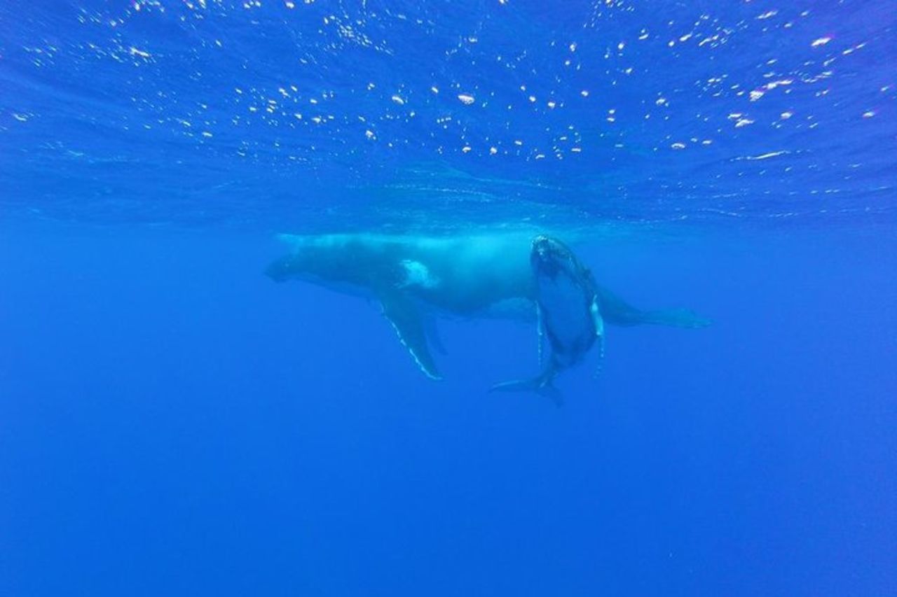 Tour di osservazione delle balene a Bora Bora