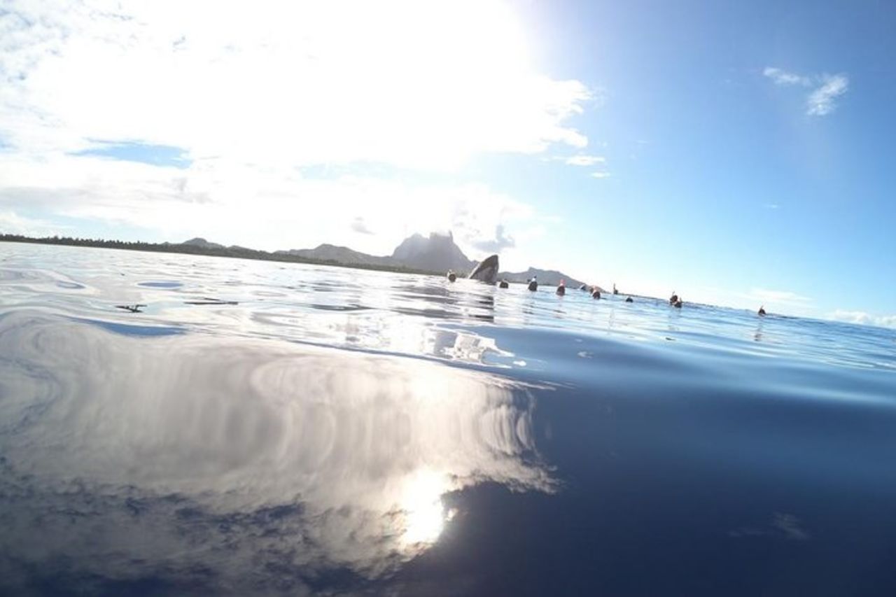Tour di osservazione delle balene a Bora Bora — 5