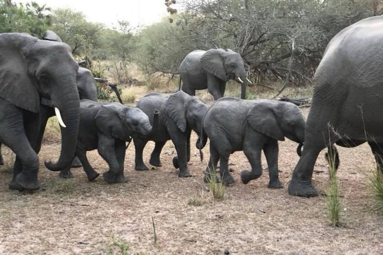 Tanzania Safari - La Grande migrazione nel Nord del Serengeti e il Lake Natron — 4