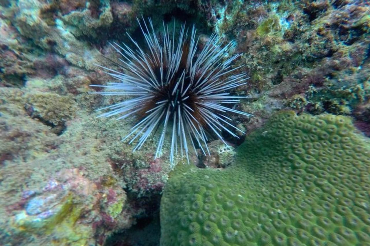 Tin Adventure Sea Tour to 4 Islands & Emerald Cave di Koh Lanta — 9