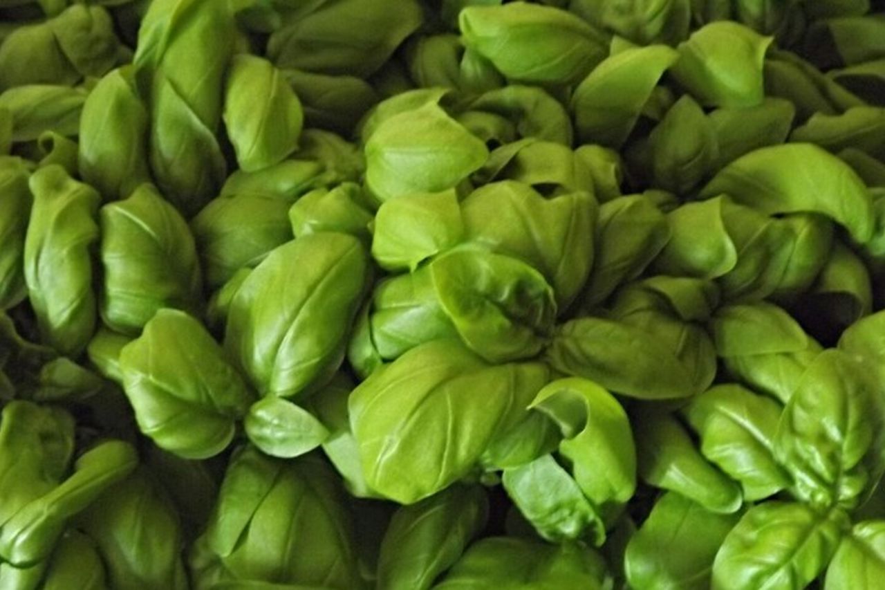 Pesto Di Classe Di Cottura — 2