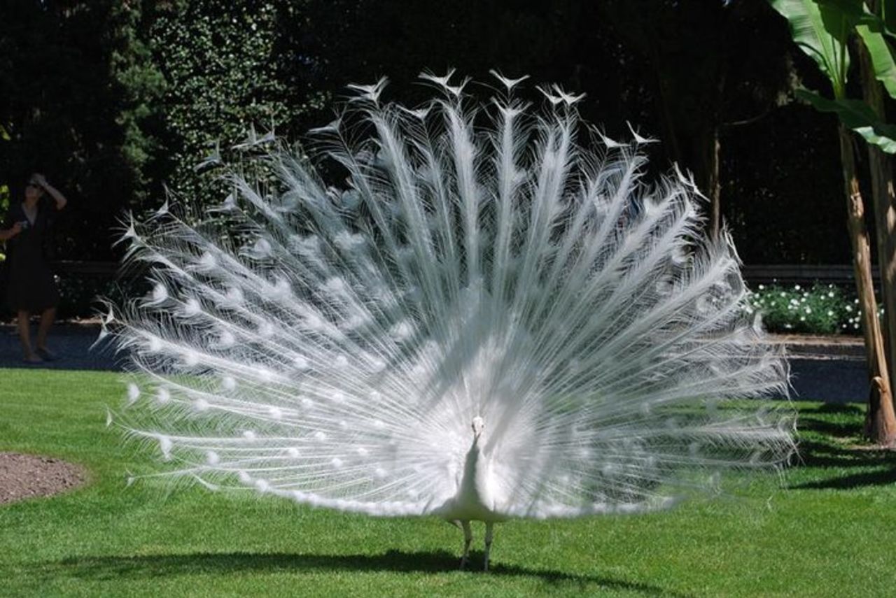 Le tre Isole Borromee con una guida turistica privata — 5