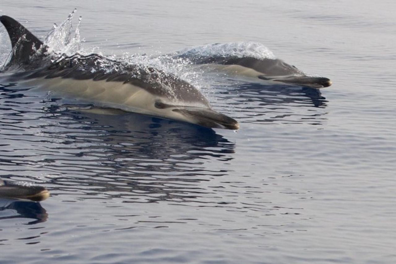 Safari sul mare di Lanzarote da Puerto Calero — 3