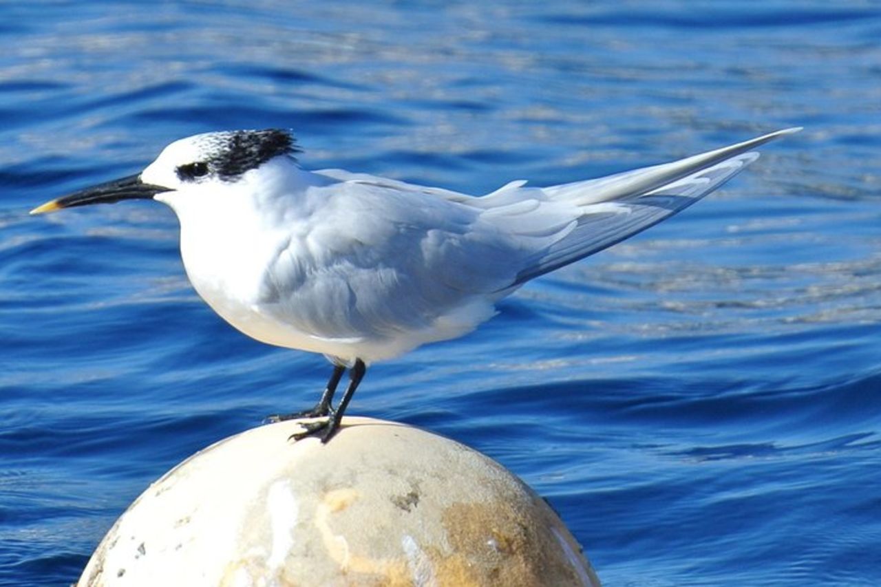 Safari sul mare di Lanzarote da Puerto Calero — 4