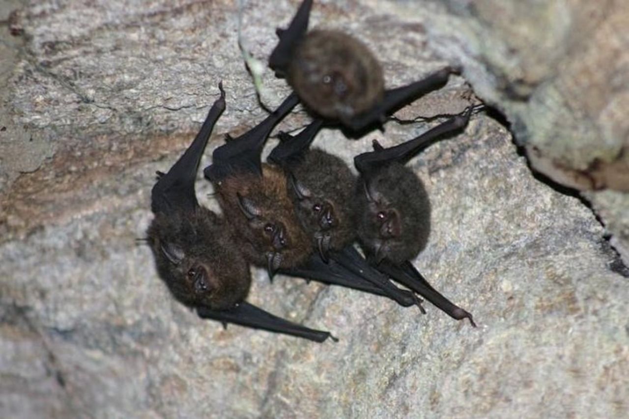 3 giorni di Amazon Jungle Adventure da Iquitos — 3