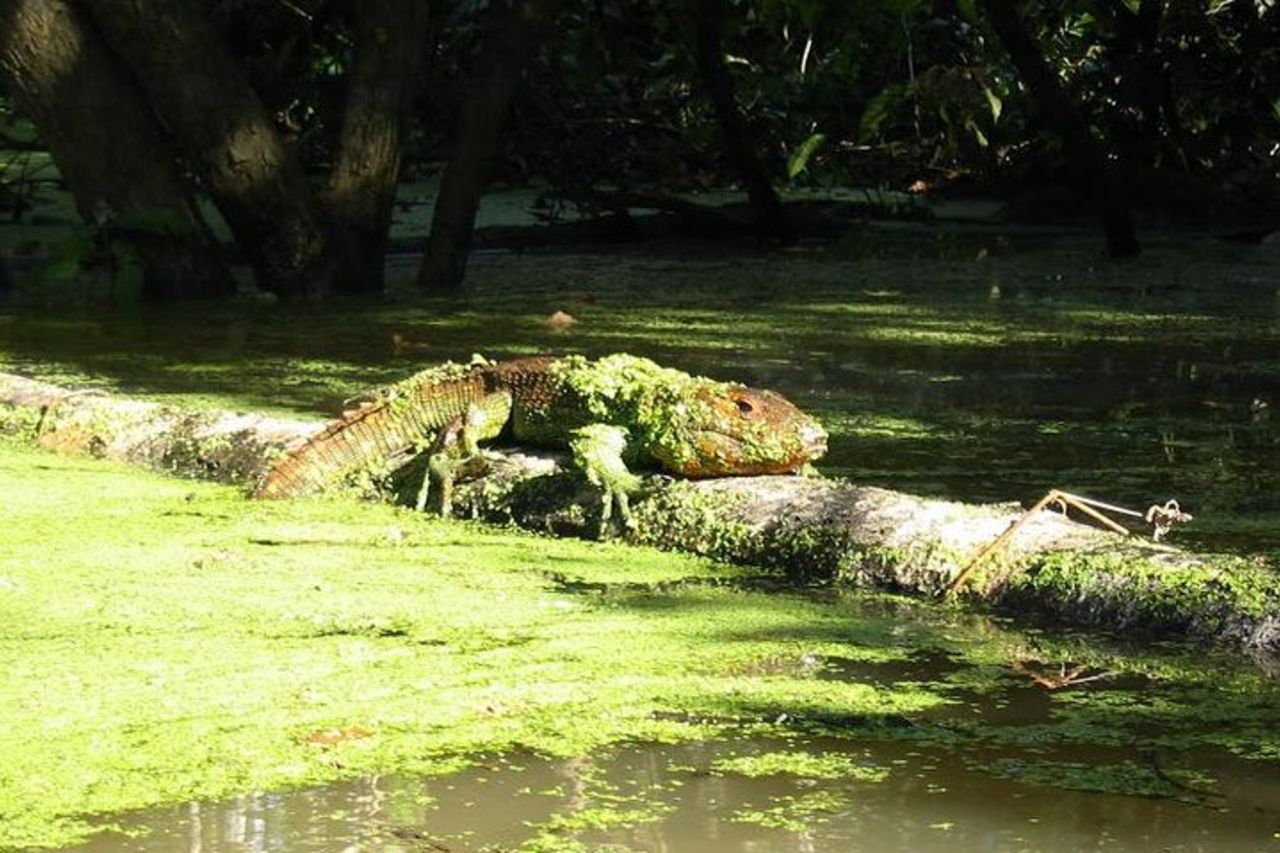 3 giorni di Amazon Jungle Adventure da Iquitos — 5