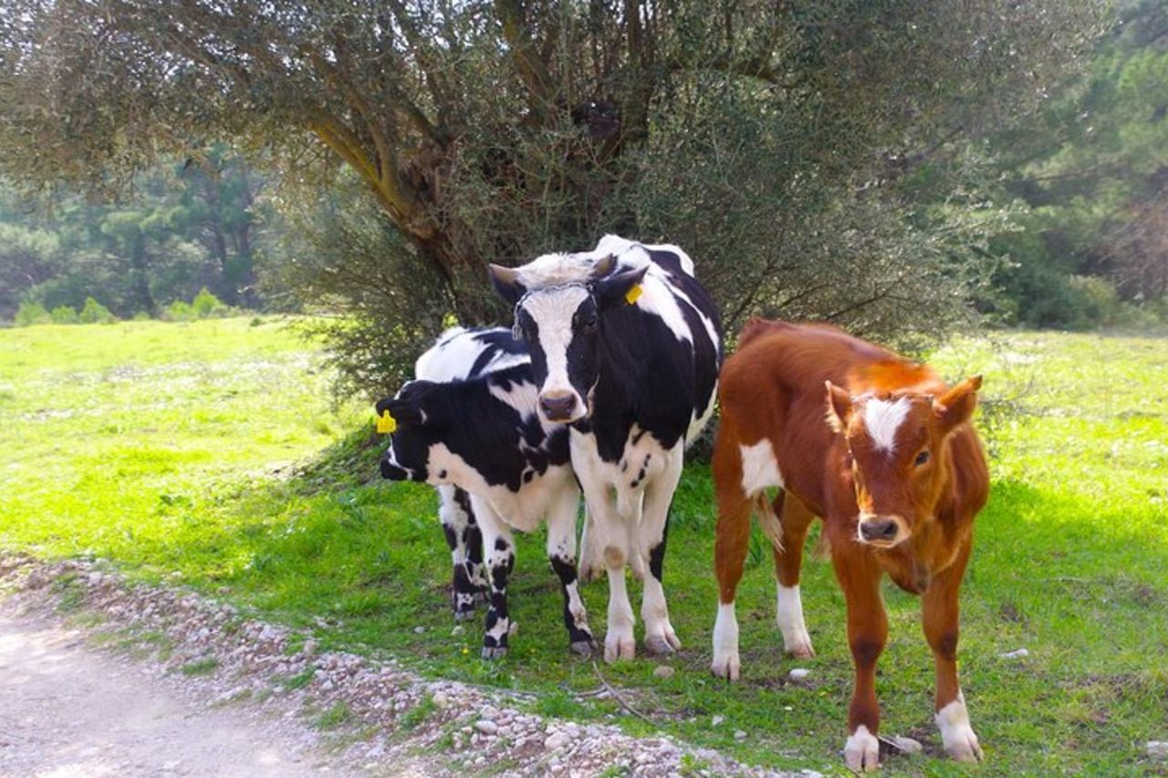 Avventure in buggy 4x4 - Esperienza Polaris fuoristrada — 4