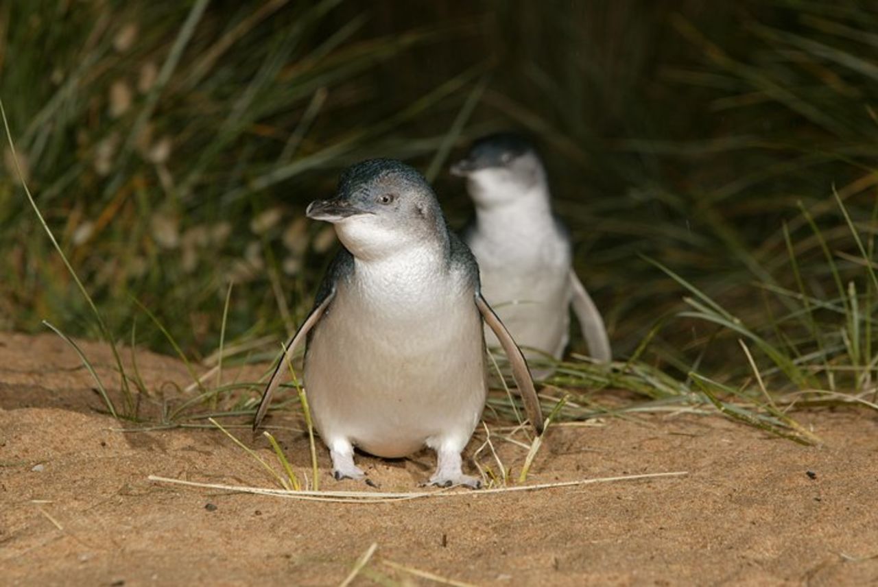 Punti salienti della gita di un giorno a Phillip Island con pinguini e koala da Melbourne — 9
