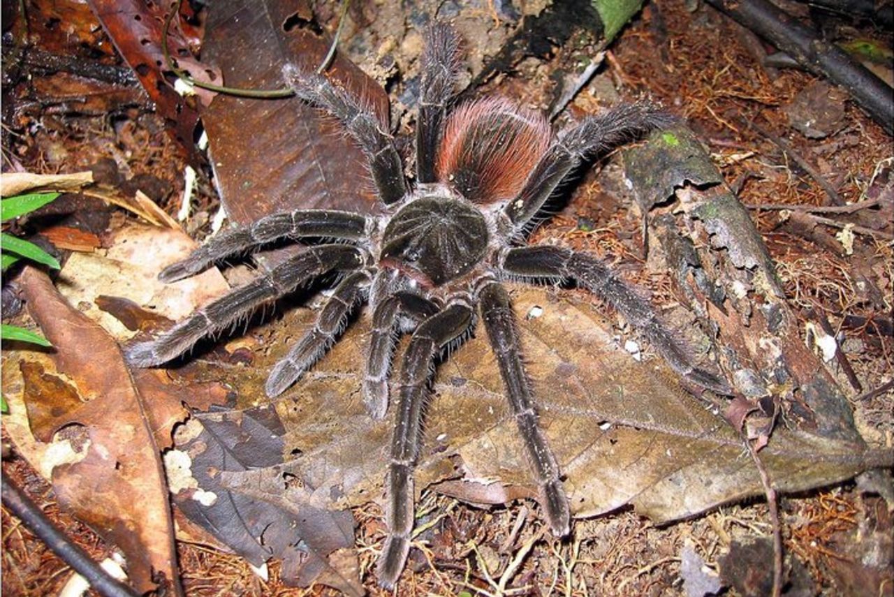 Esplorare l'Amazzonia 3D/2N all'Ecolodge Amazon Peacock Paradise — 2