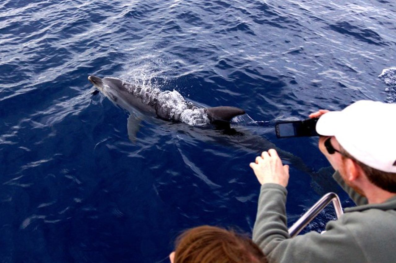 Alghero - Avvistamento Delfini (Spring & Autumn Tour) — 7