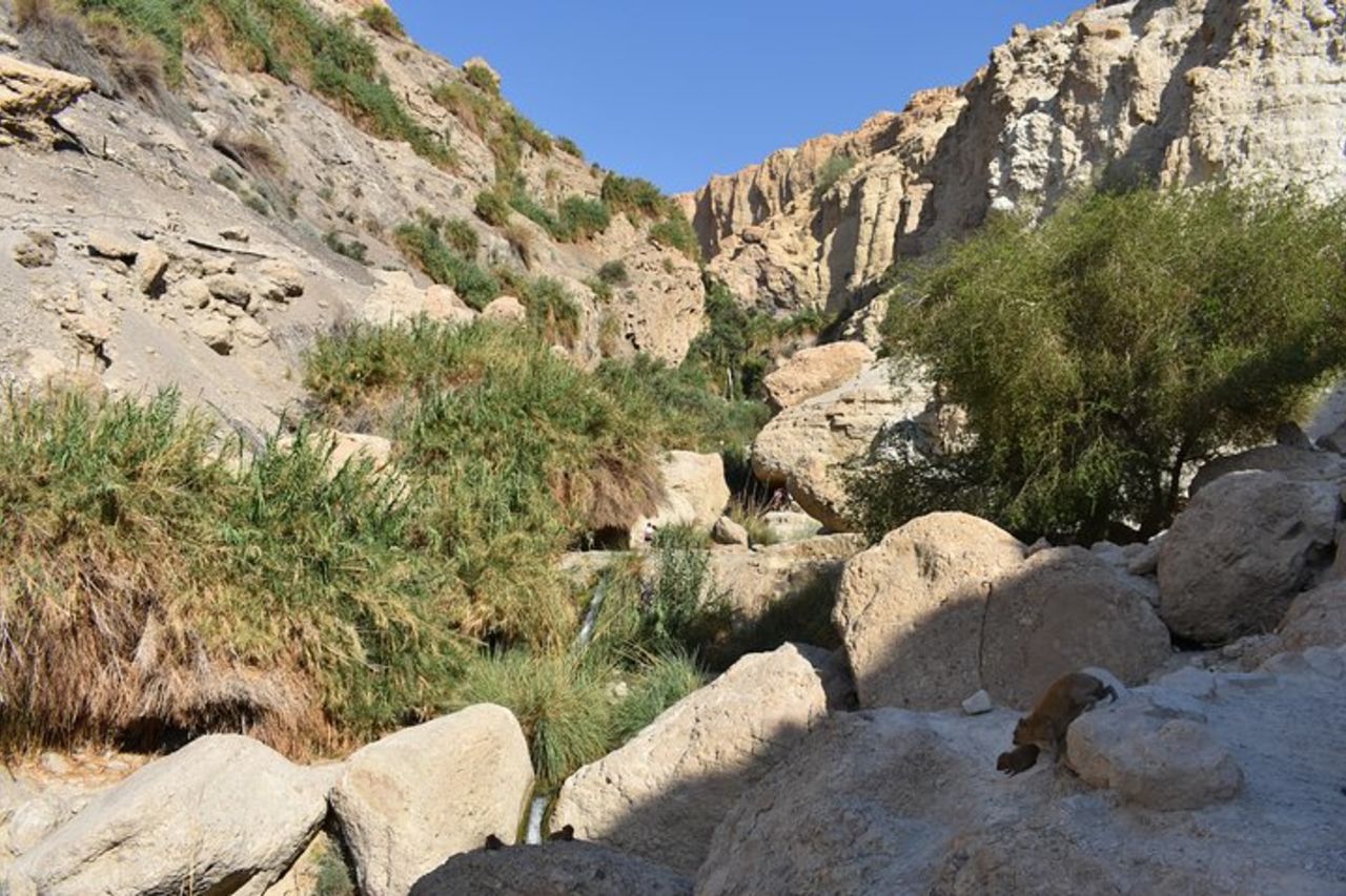 Masada, Ein Gedi e tour del Mar Morto da Tel Aviv — 5