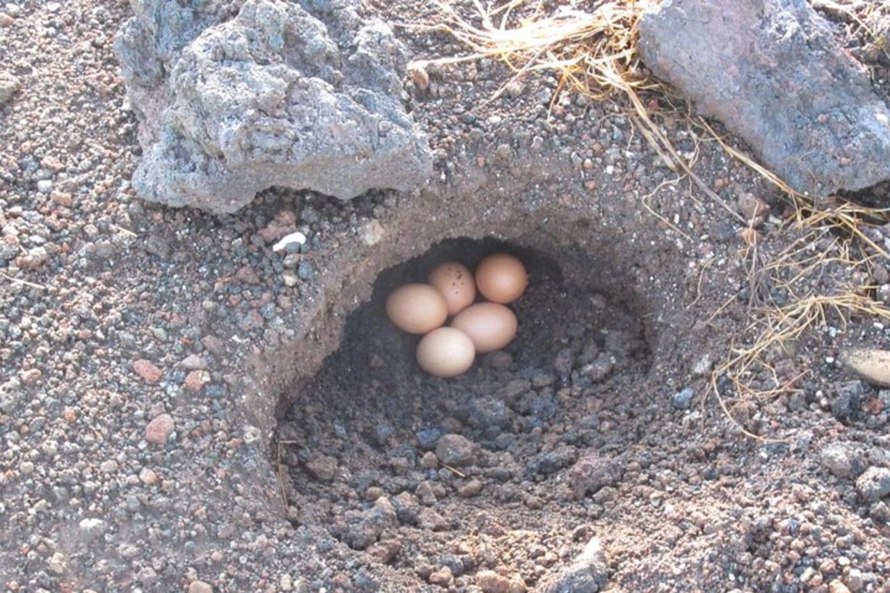 Escursione all'alba sul Monte Batur con colazione — 6
