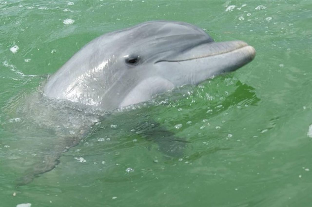Giro turistico in barca di Napoli — 6