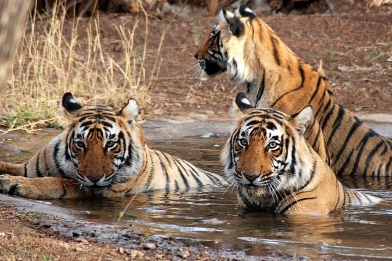 Tour privato del Triangolo d'Oro di 8 giorni con un safari nella fauna selvatica di Ranthambore