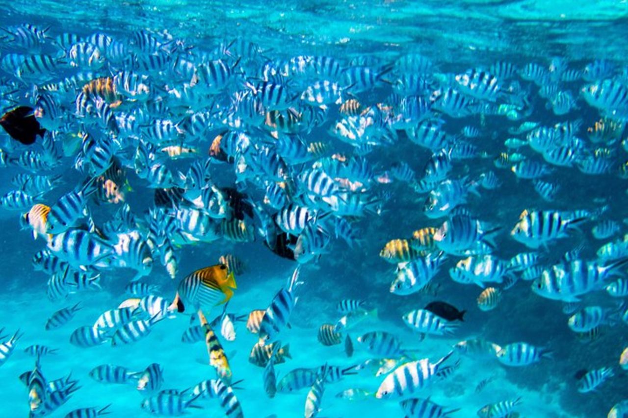 Tour combinato di Bora Bora: crociera in laguna e tour in 4x4 con snorkeling incluso — 4