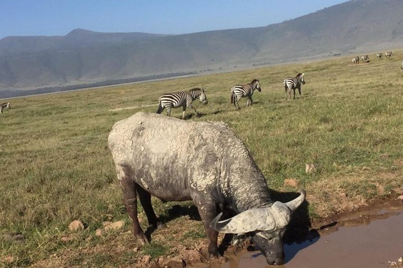 Safari di leopardo di 3 giorni — 2