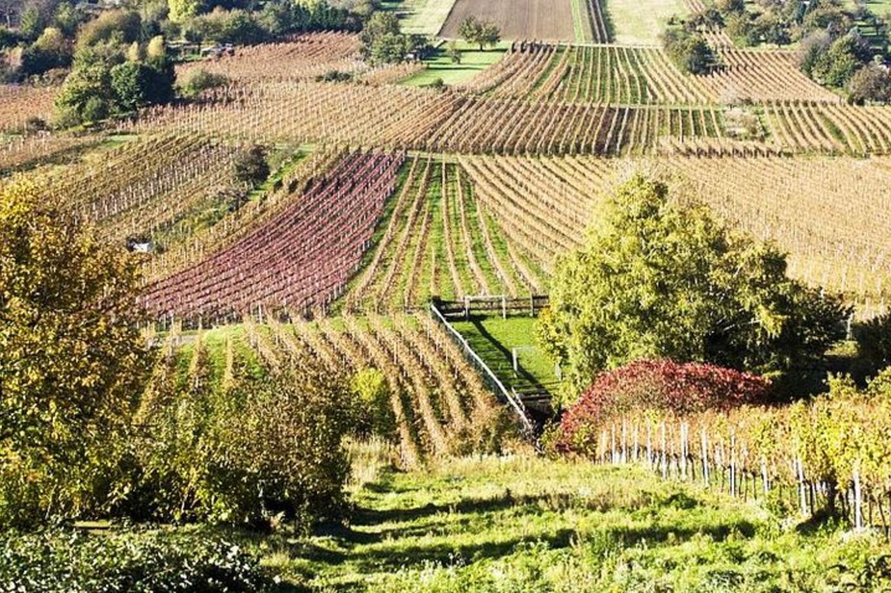 Enoturismo, visita ad una cantina tradizionale e degustazione di vini — 9