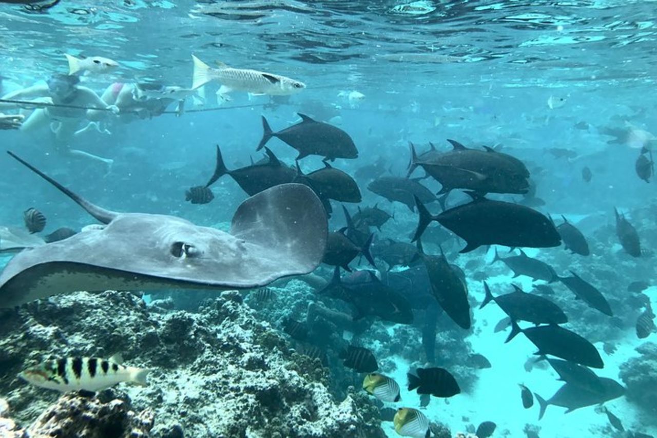 Solo tour personalizzato di Jet Ski Moorea — 6