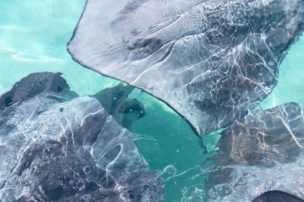 Solo tour personalizzato di Jet Ski Moorea — 4