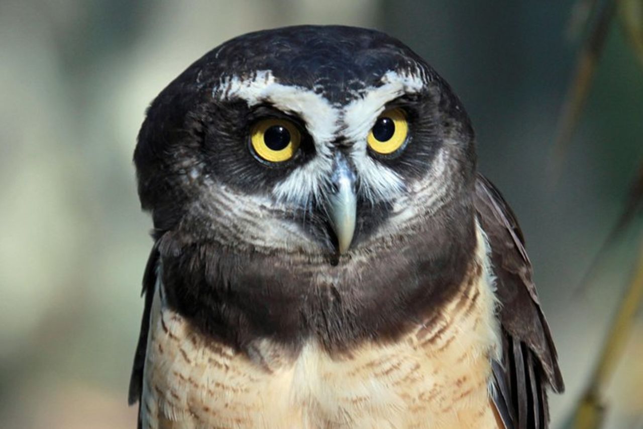 Birding ACHIOTE ROAD dal porto di Colon della nave da crociera