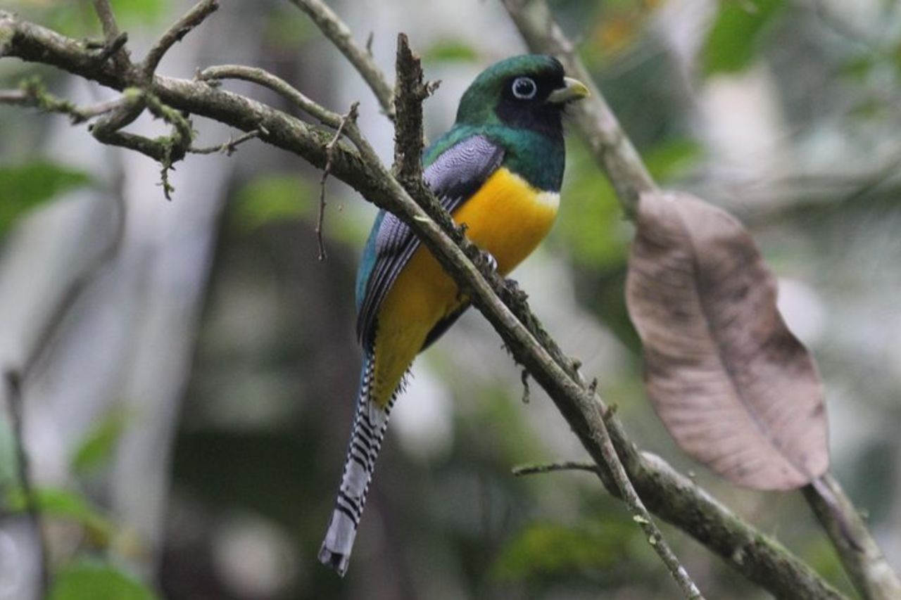 Birding ACHIOTE ROAD dal porto di Colon della nave da crociera — 2