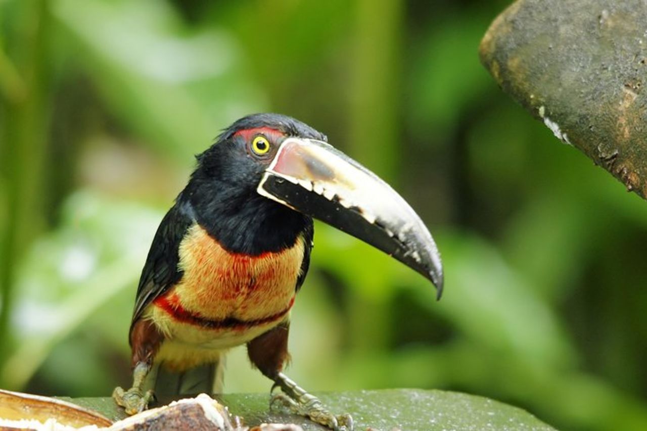 Birding ACHIOTE ROAD dal porto di Colon della nave da crociera — 3