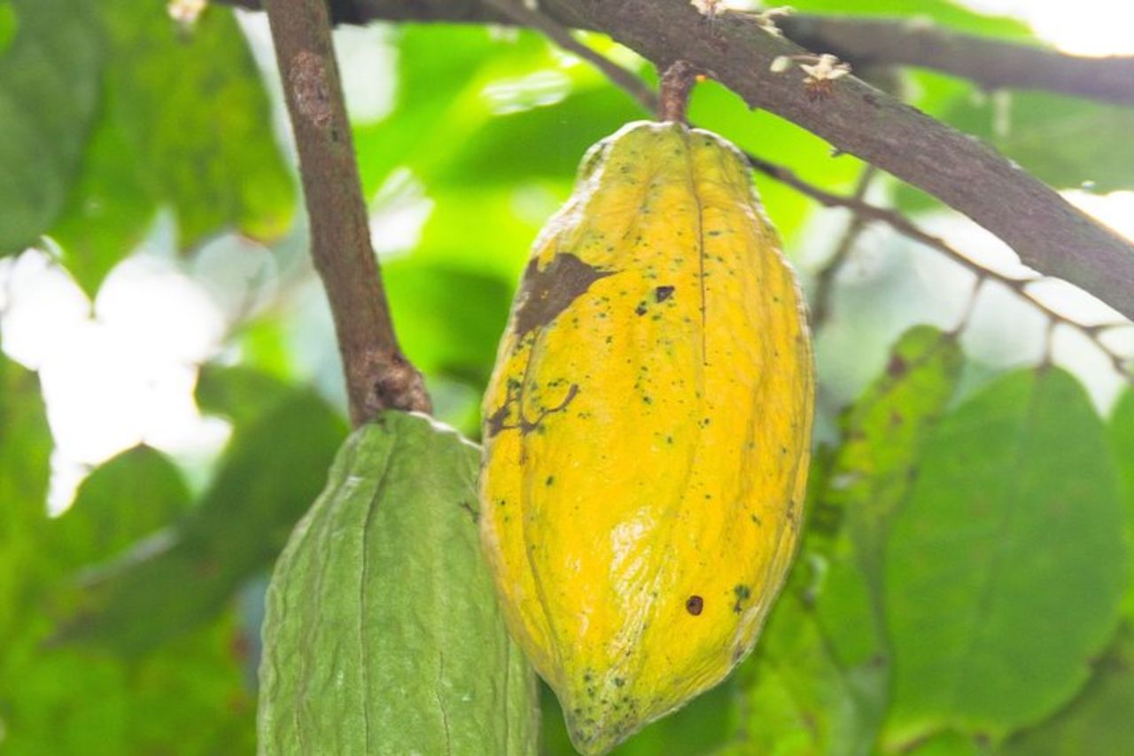 Esci da Accra City a Aburi Gardens e Tetteh Quarshie Cocoa Farms