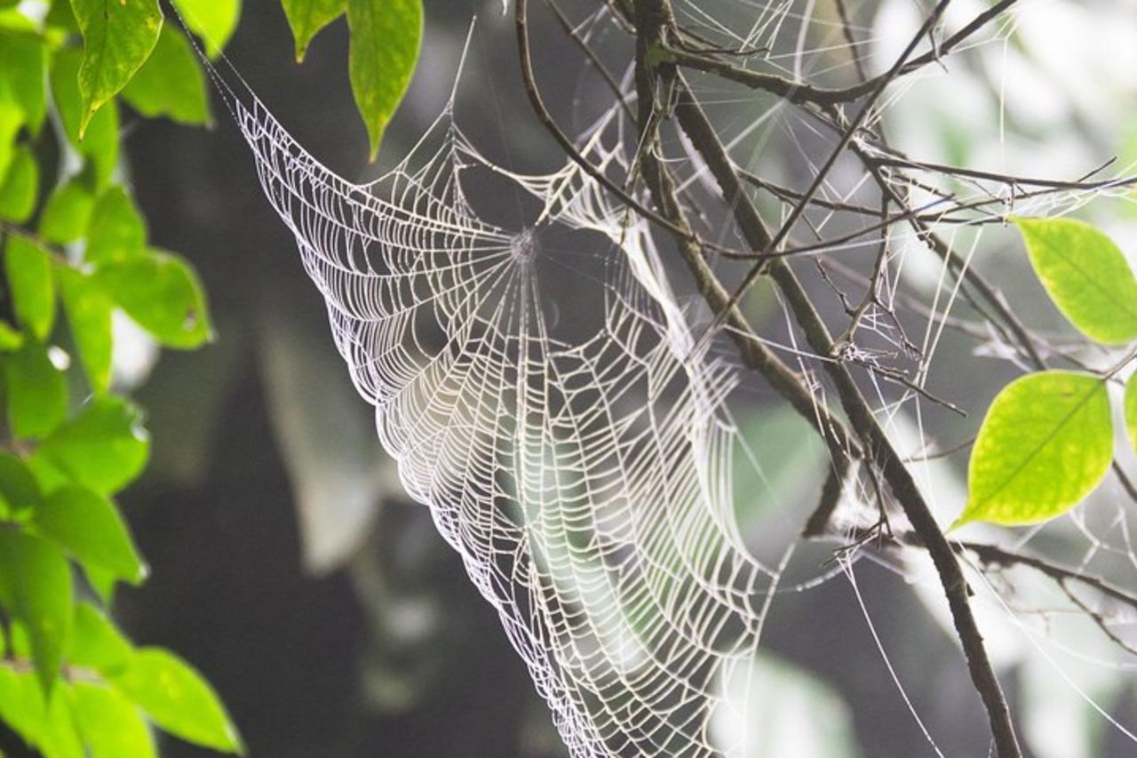 Esci da Accra City a Aburi Gardens e Tetteh Quarshie Cocoa Farms — 8