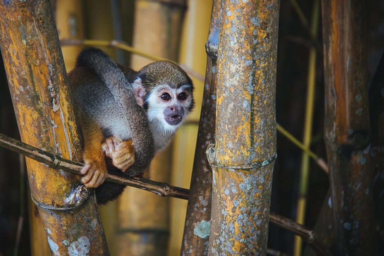 Esplorare l'Amazzonia 3D/2N all'Ecolodge Amazon Peacock Paradise — 7