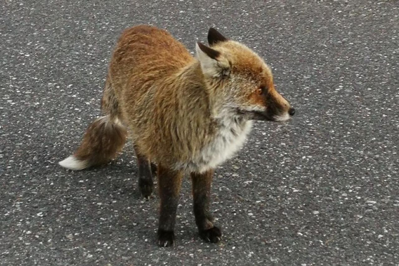 Tour dell'Etna al tramonto (partenza da Catania) — 7