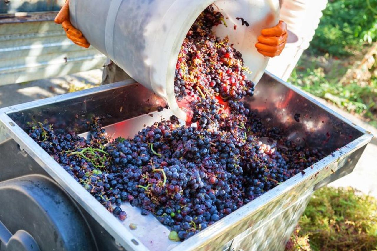 Tour del vino del Chianti di mezza giornata sulle colline toscane da Pisa — 5