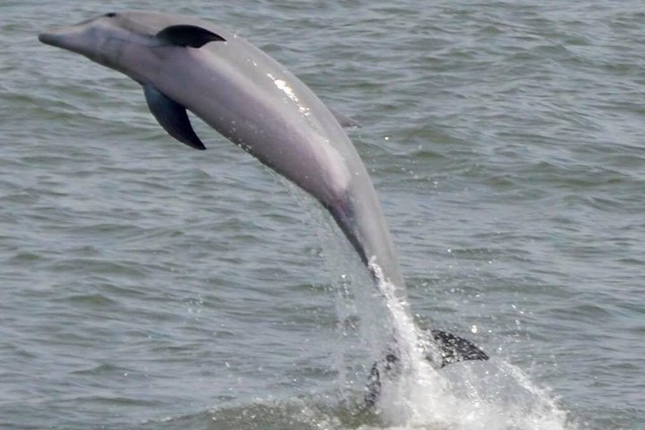 Osservazione dei delfini intorno a Cape May — 7
