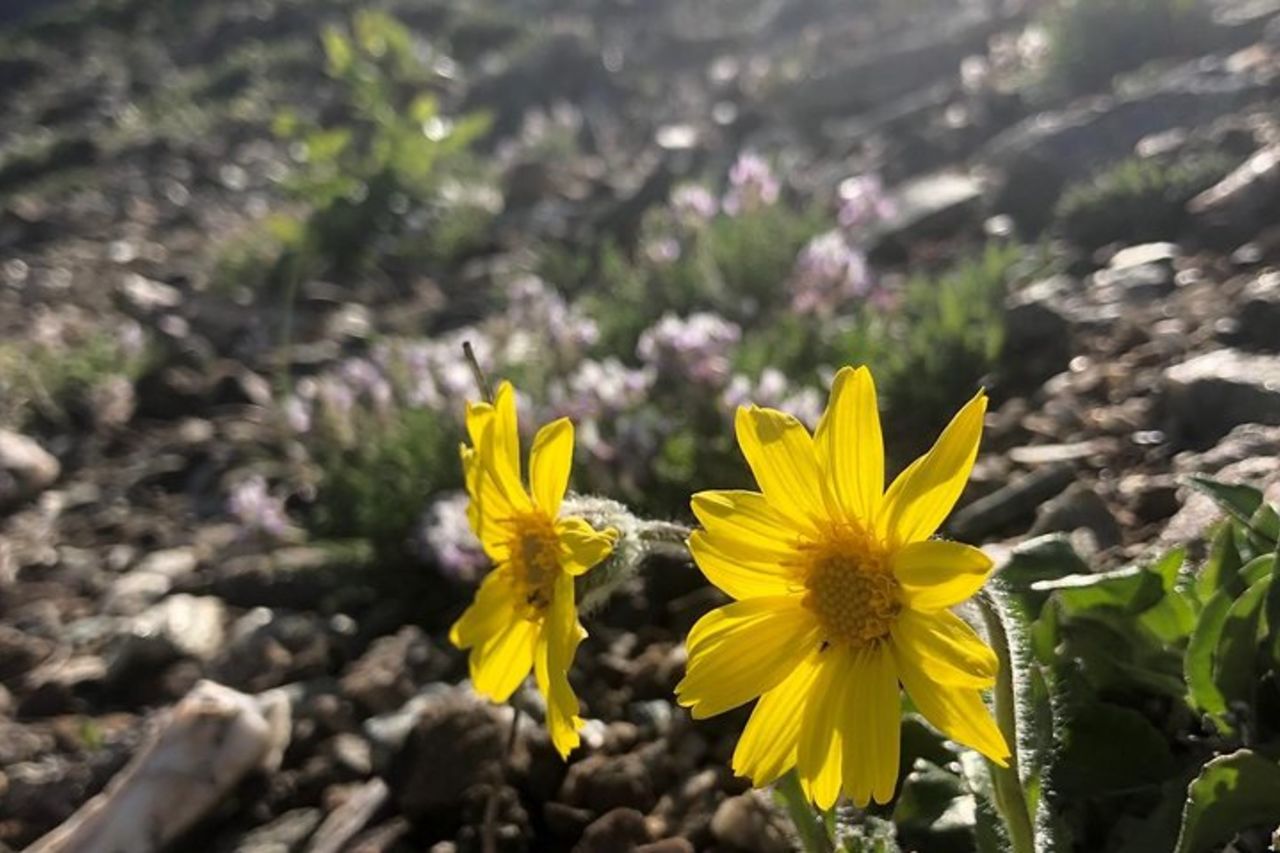 Tour a piedi di 5 ore a Denali con Guida Naturalista — 6