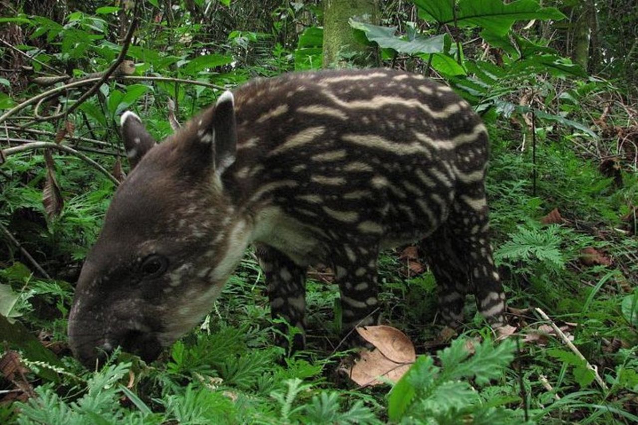 3 giorni di Amazon Jungle Adventure da Iquitos — 7