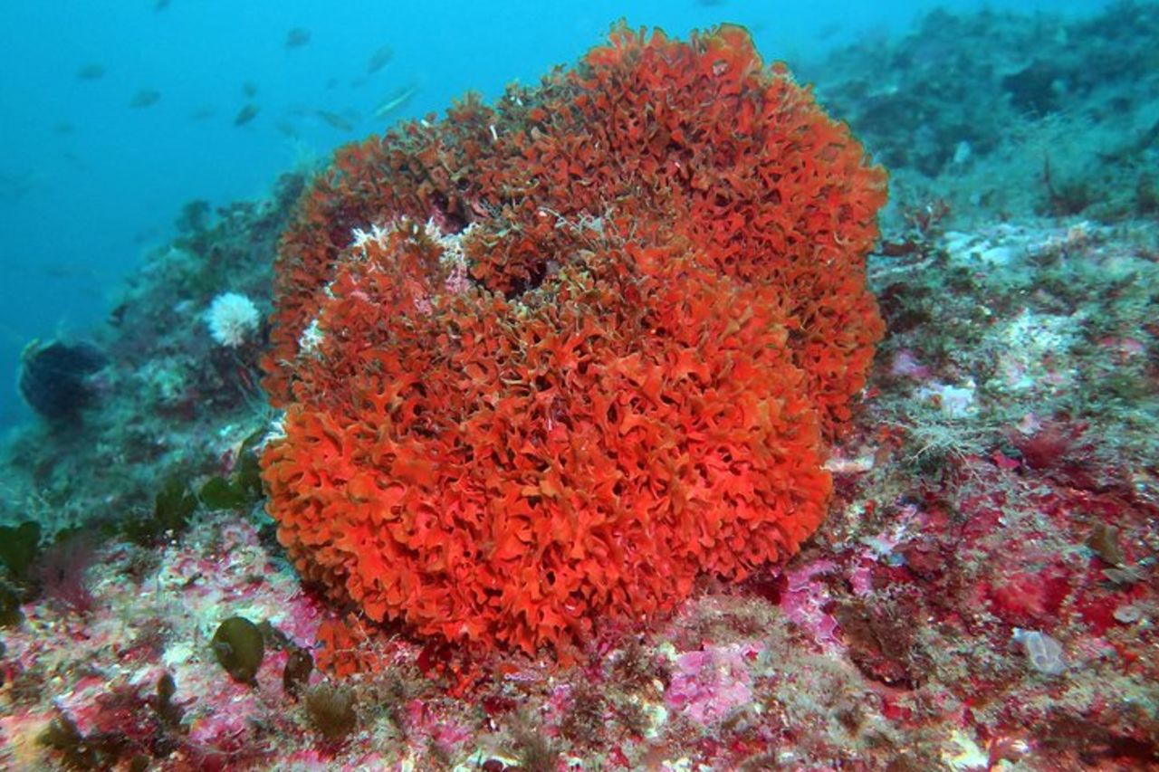 Tour di snorkeling nella Riserva Naturale Isola Bella — 5