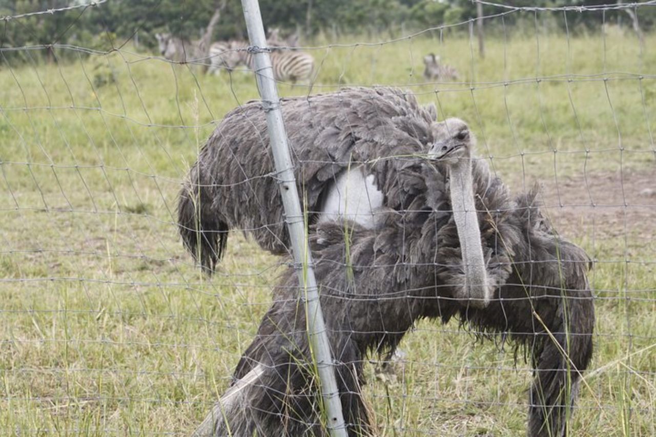 Scopri la natura a Shai Hills — 5