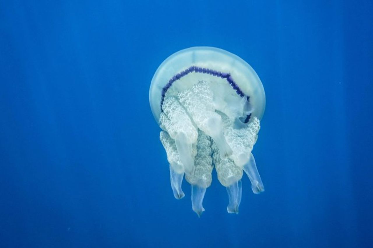 Snorkeling Tour nella baia di Paraggi — 8