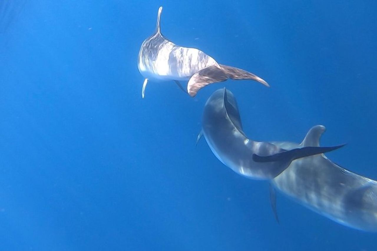 Escursioni in catamarano nel parco Nazionale isola dell'Asinara — 3