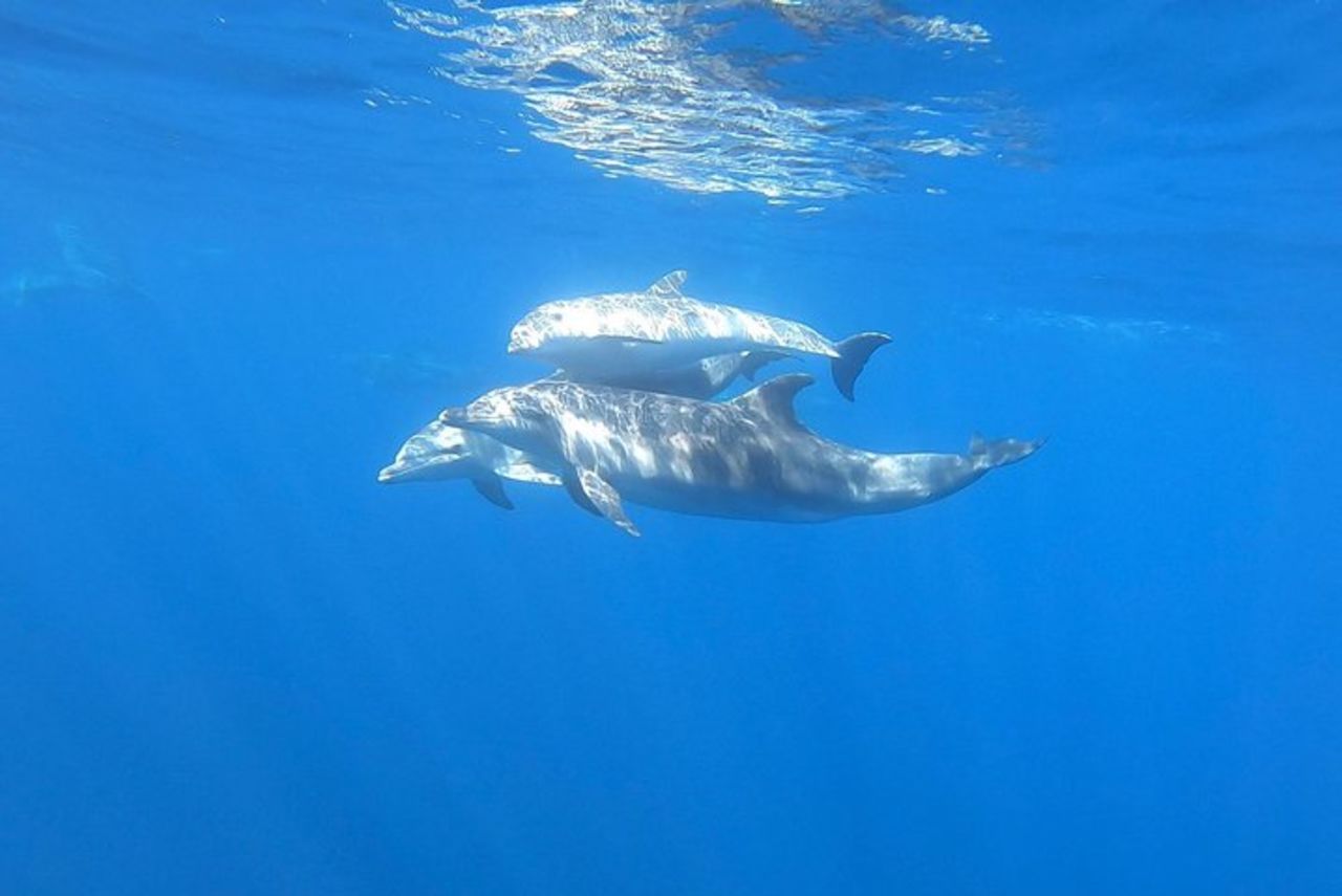 Escursioni in catamarano nel parco Nazionale isola dell'Asinara — 4