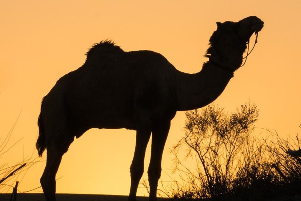 Million Stars Experience - Desert Camp & Stargazing a Jaisalmer — 6