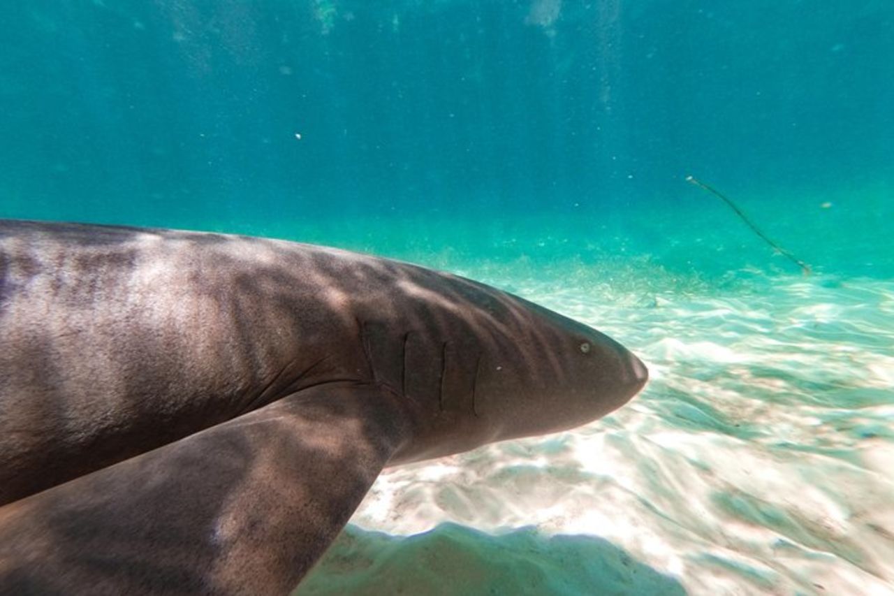 Marinarium Snorkeling Cruise da Punta Cana — 6