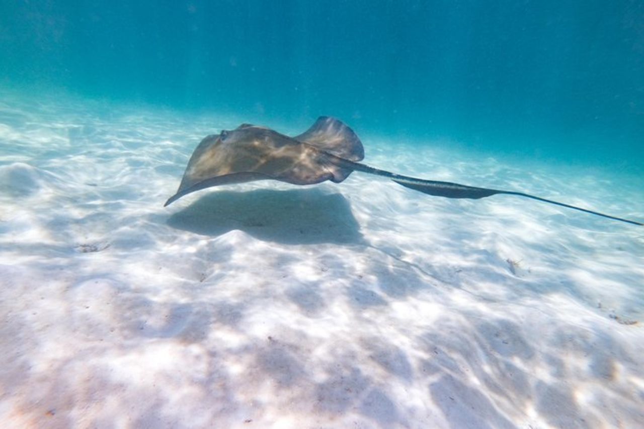 Marinarium Snorkeling Cruise da Punta Cana — 7